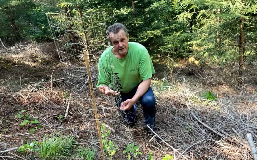 Gerhard will in Zukunft mindesten 4 bis 5 Baumarten in seinem Wald haben