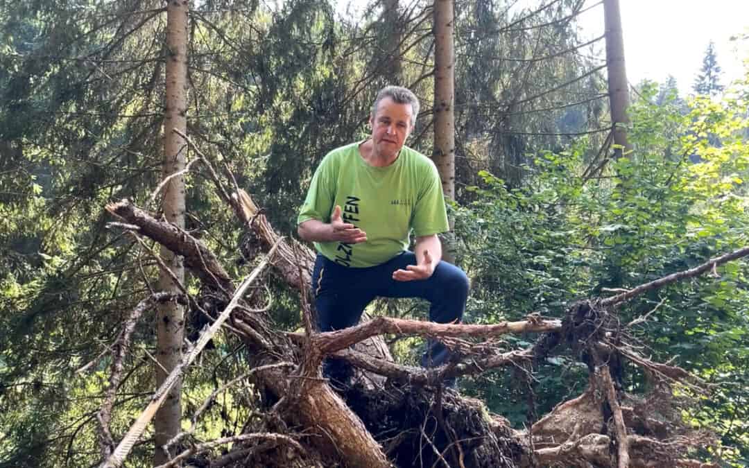Auch Gerhards Wald ist vom Klimawandel betroffen