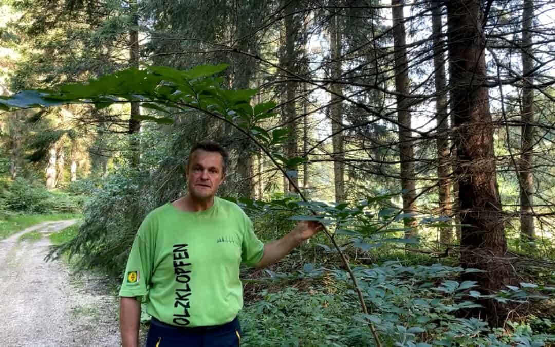 Gerhard gibt auf seine Ulmen acht