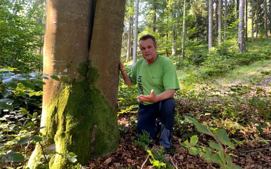 Gerhard und die Mutter des Waldes  – die Buche