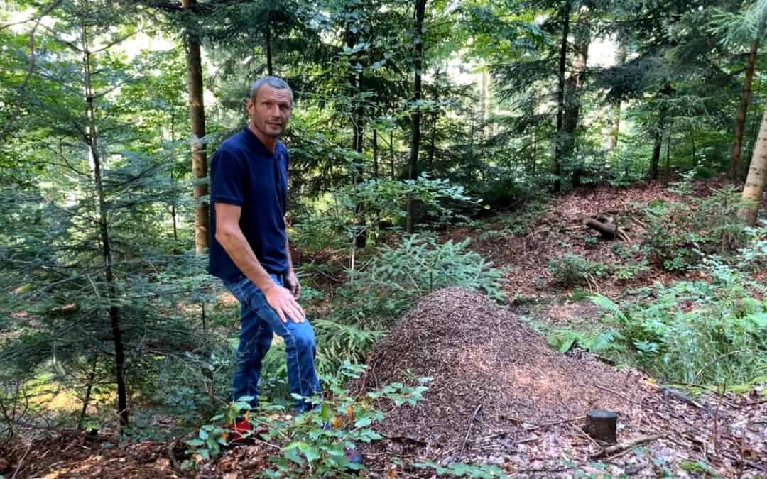 Josef ist stolz auf seine Ameisenhaufen