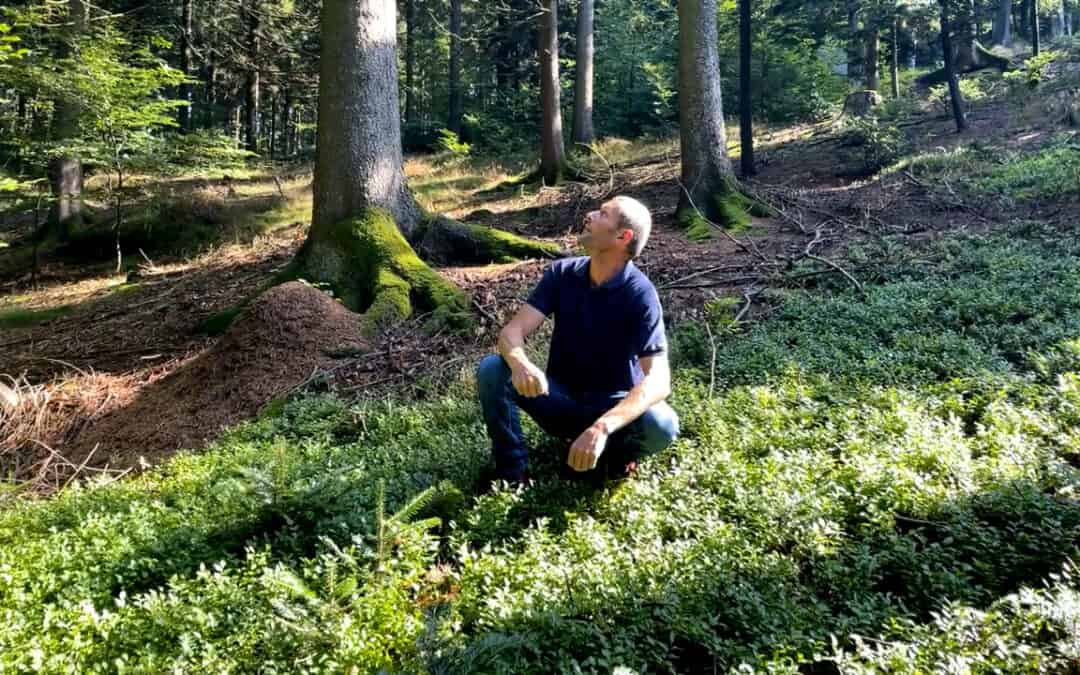 Josef zeigt, dass auch zwischen der Heidelbeere Naturverjüngung möglich ist