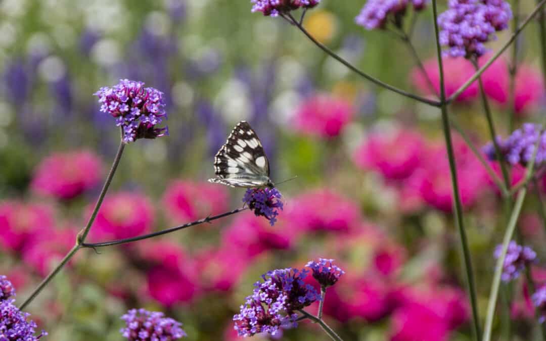 Artensterben durch Klimawandel