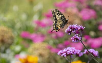 waldgeschichten-biodiversitaet-wald-falter-auf-einer-blume