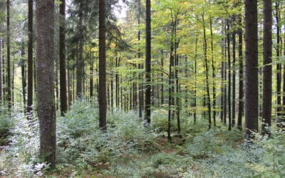 baumarten-waldgeschichten-wald-mit-unterholz