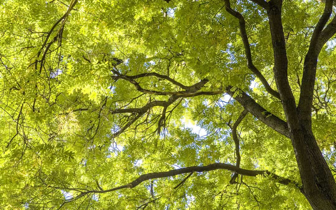 Erhaltung der Esche aufgrund ihrer Gefährdung durch das Eschentriebsterben