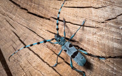 waldgeschichten-wald-biodiversitaet-blauer-kaefer