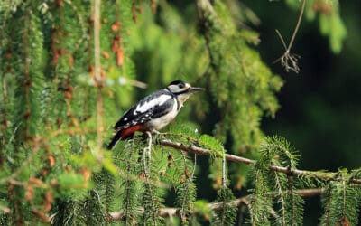 waldgeschichten-tiere-im-wald-specht