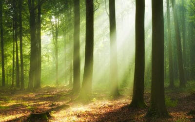 waldgeschichten-zahlen-wald-oesterreich-lichtfall-durch-baumstaemme-kulturlandschaft-wald-nachhaltiger-wald