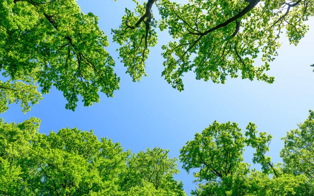 Der Wald und die Zeit