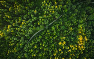 zukunft-des-waldes-waldgeschichten-wald-aus-der-vogelperspektive