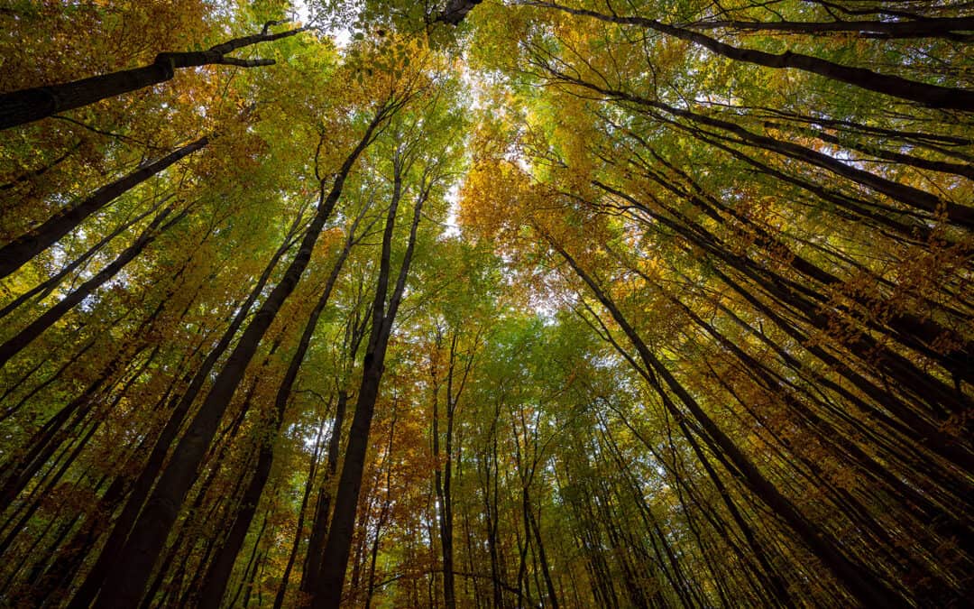 Wald & aktiver Klimaschutz