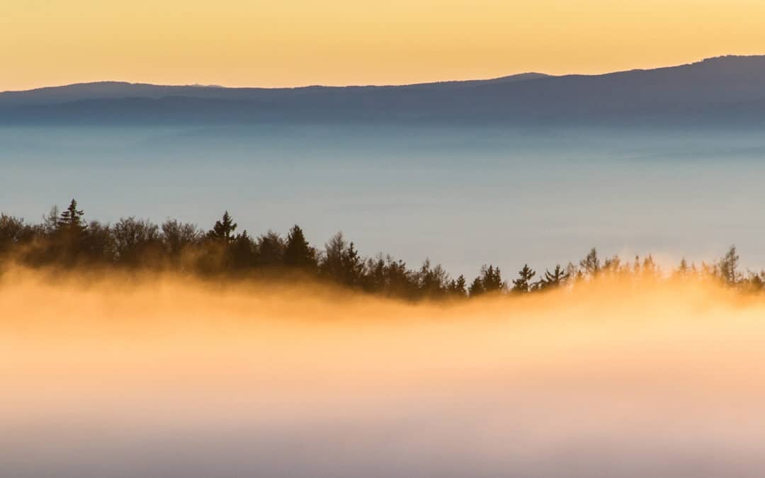 DER WALD – Unsere Chance für die Zukunft