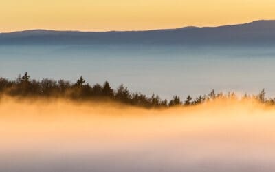 waldgeschichten-wald-chance-zukunft-mogenrot-nebel-wald