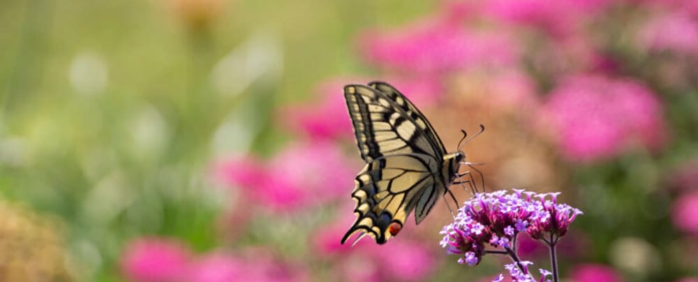 Tagfalter im Lebensraum Wald