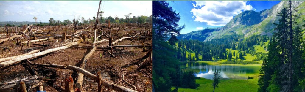 waldgeschichten-waldvernichtung-waldbewirtschaftung