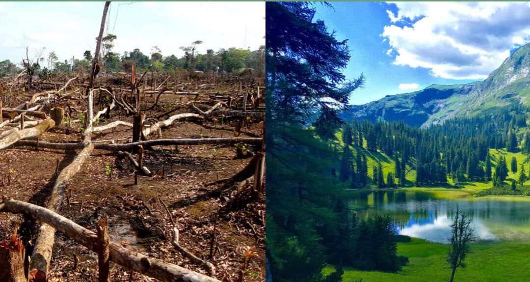 Waldvernichtung vs. Waldbewirtschaftung