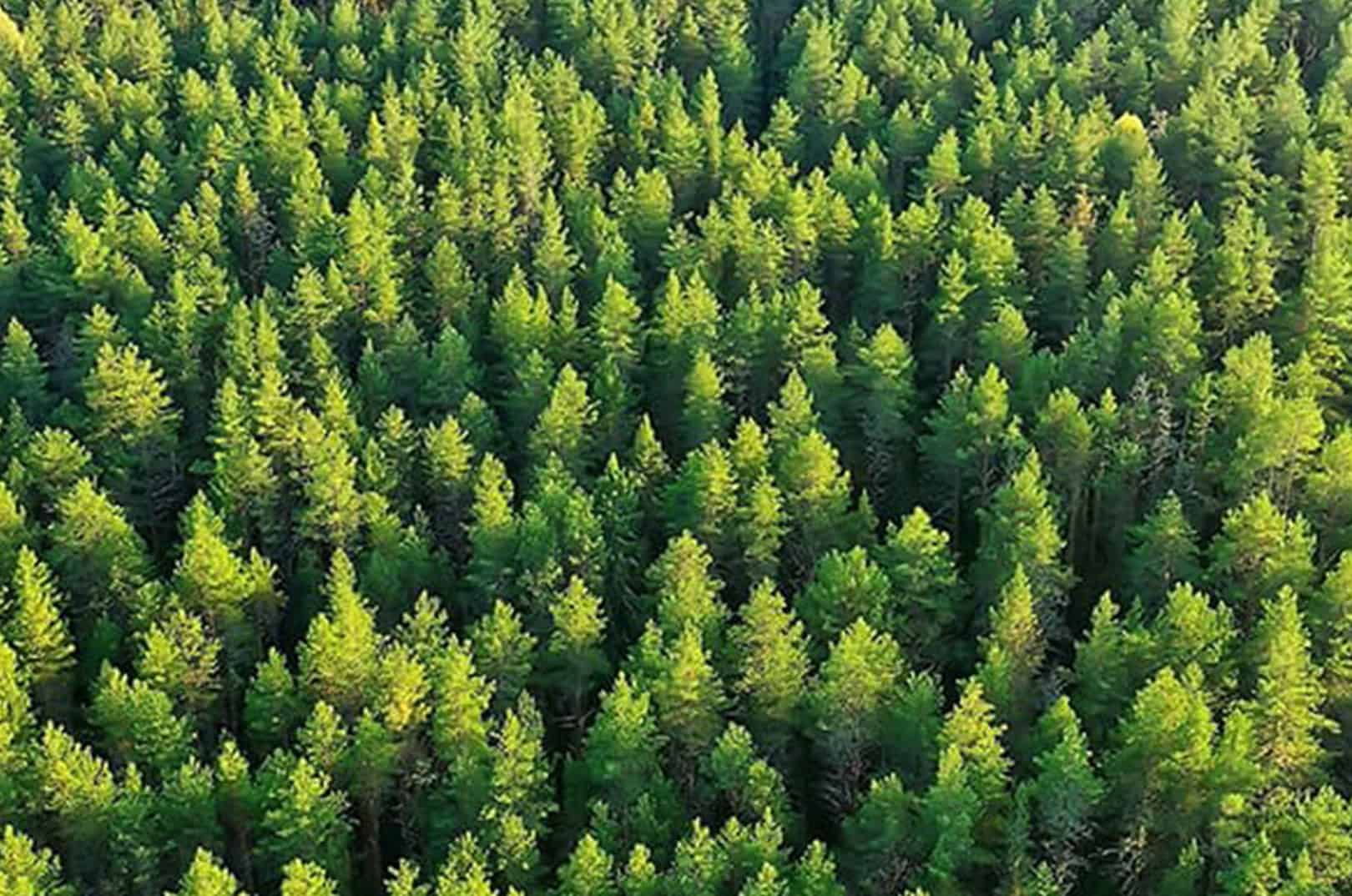 waldgeschichten-artikel-ausflugstipps-in-kaernten-foto-panorama-woerthersee