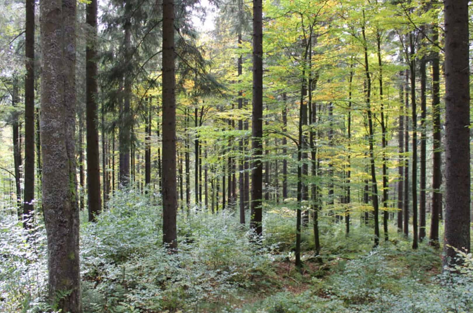 waldgeschichten-artikel-ausflugstipps-in-kaernten-foto-panorama-woerthersee