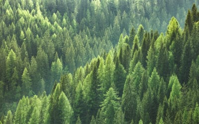 Die Rolle des Waldes und der Holznutzung in der Klimakrise