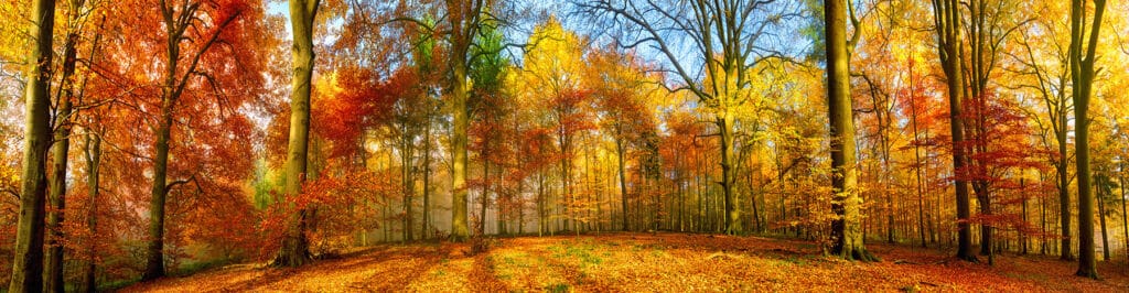 waldgeschichten-wald-gesundheit