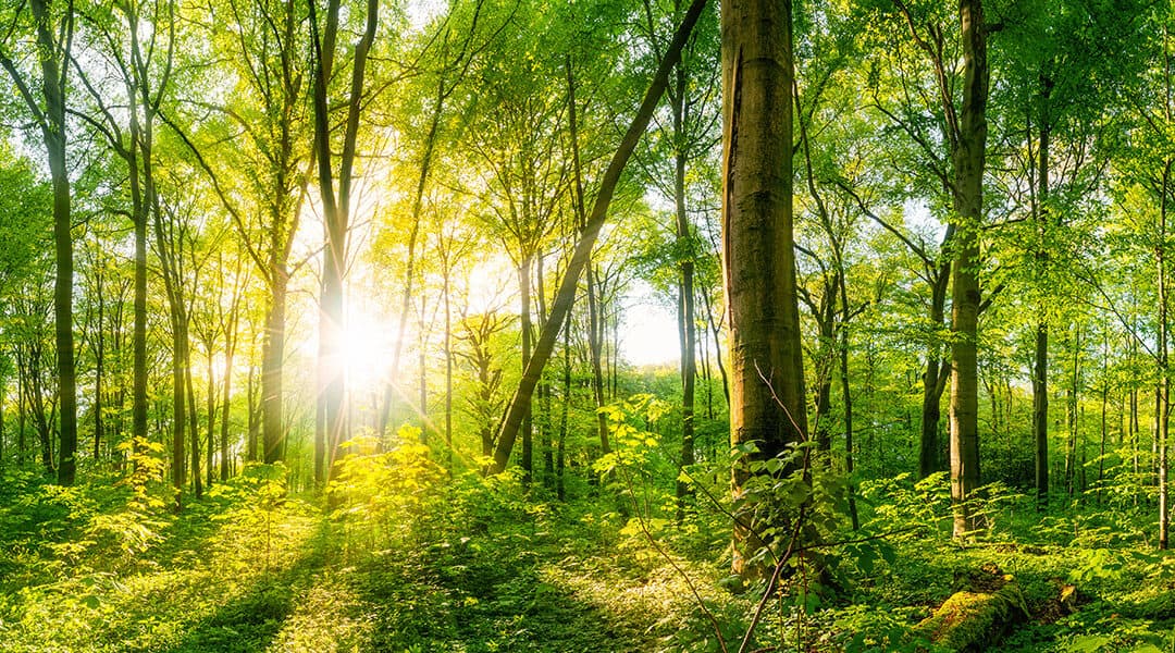 Naturwaldreservate in Österreich