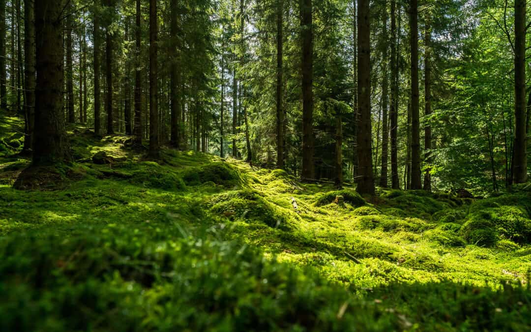 Wie Biodiversität im Wald in Österreich erforscht wird