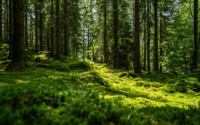 forstliche-forschung-in-oesterreich-waldgeschichten-wald-moos-baumstaemme