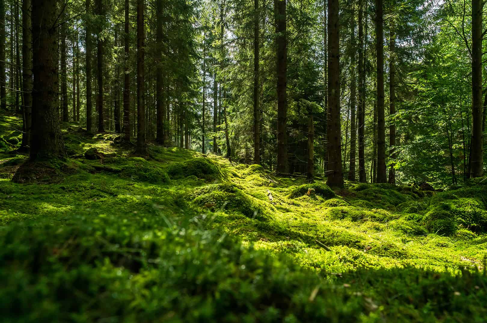 forstliche-forschung-in-oesterreich-waldgeschichten-wald-moos-baumstaemme