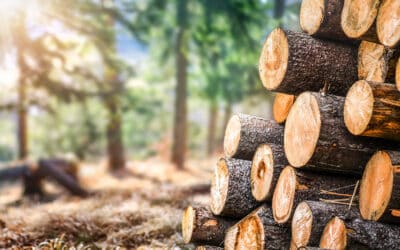 Vielseitiger Rohstoff Holz: Kleidung aus nachhaltigem Holzstoff