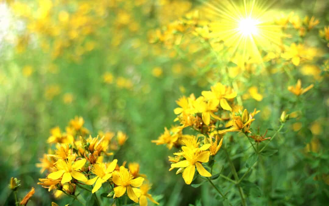 Der Geschmack des Waldes