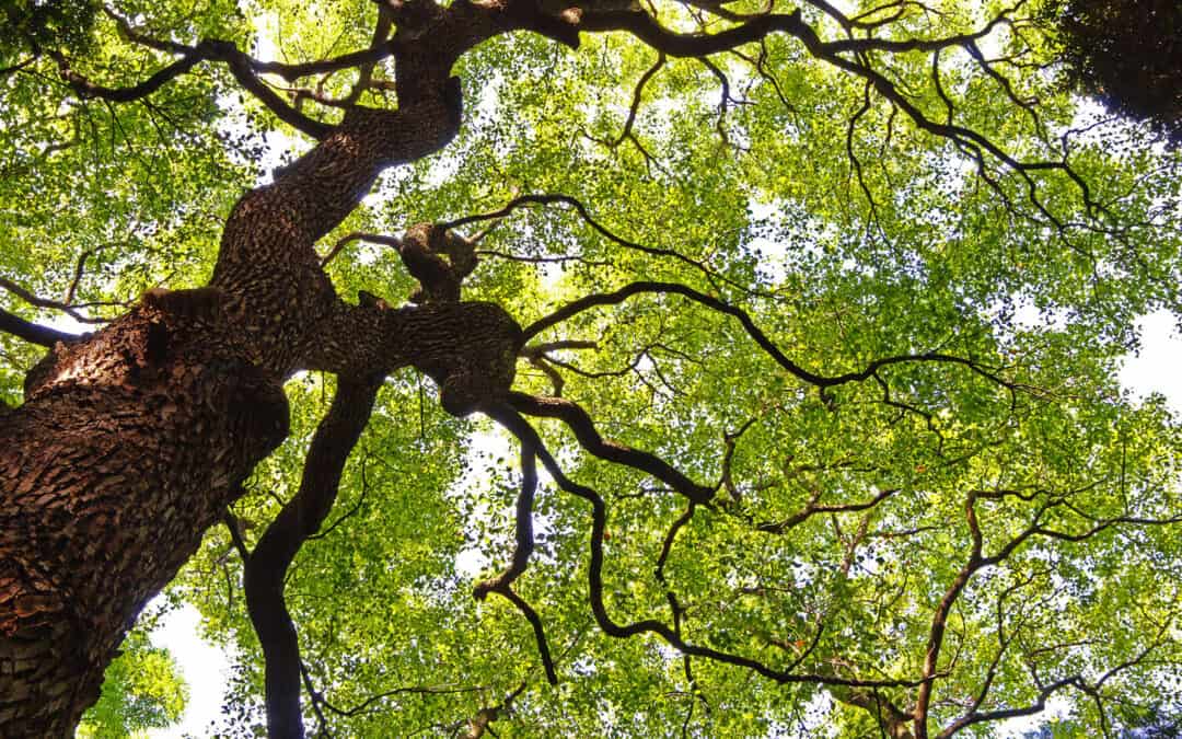 Biodiversität und Naturschutz im Wald