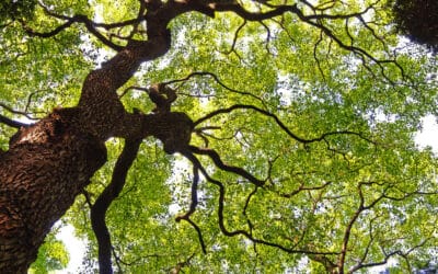 waldgeschichten-naturschutz-wald-eschenbaum