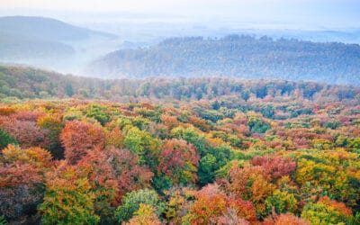 waldgeschichten-wald-naturschutz-herbstwald-von-oben