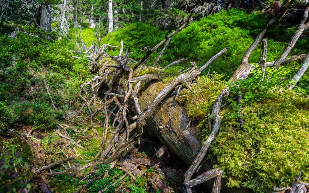 Artenwanderung durch Klimawandel