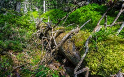 waldgeschichten-artenwanderung-durch-klimawandel-totholz