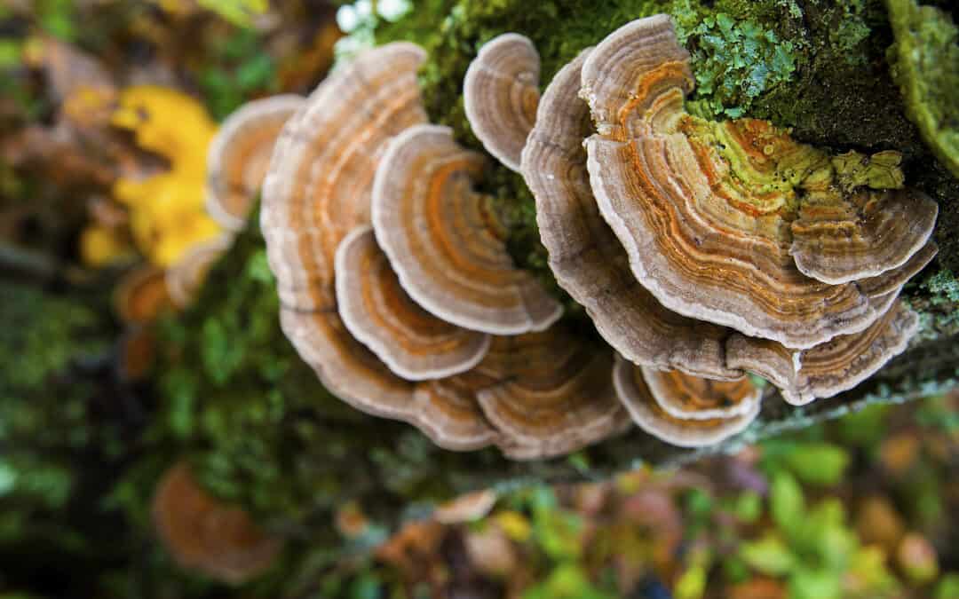 Waldbiodiversität & Klimawandel