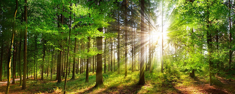 Wald & Zukunftsprojekte