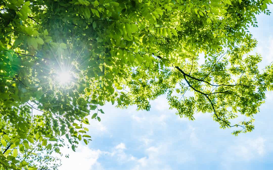 Welser Erklärung zur Holzenergie – Holzenergie schafft Versorgungssicherheit