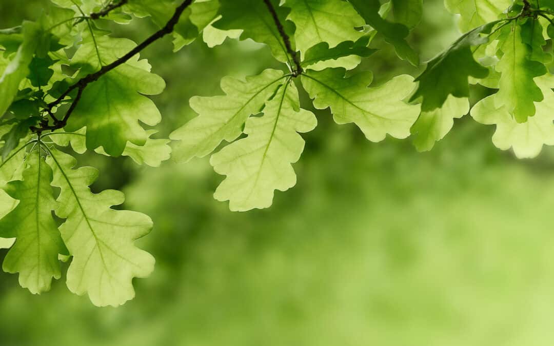 Eichen – Krone der Artenvielfalt