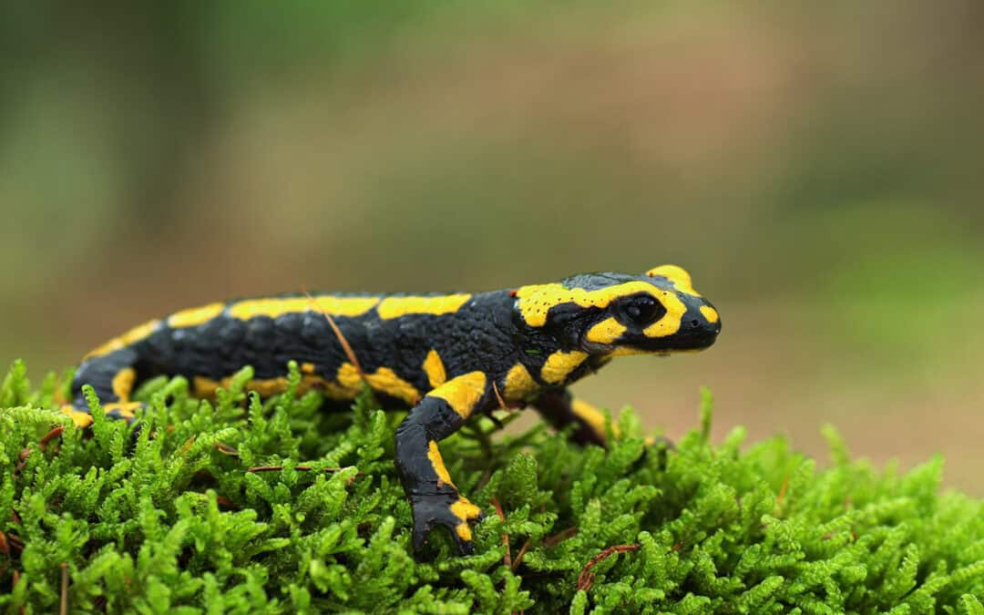 Biodiversität – mehr als Artenvielfalt