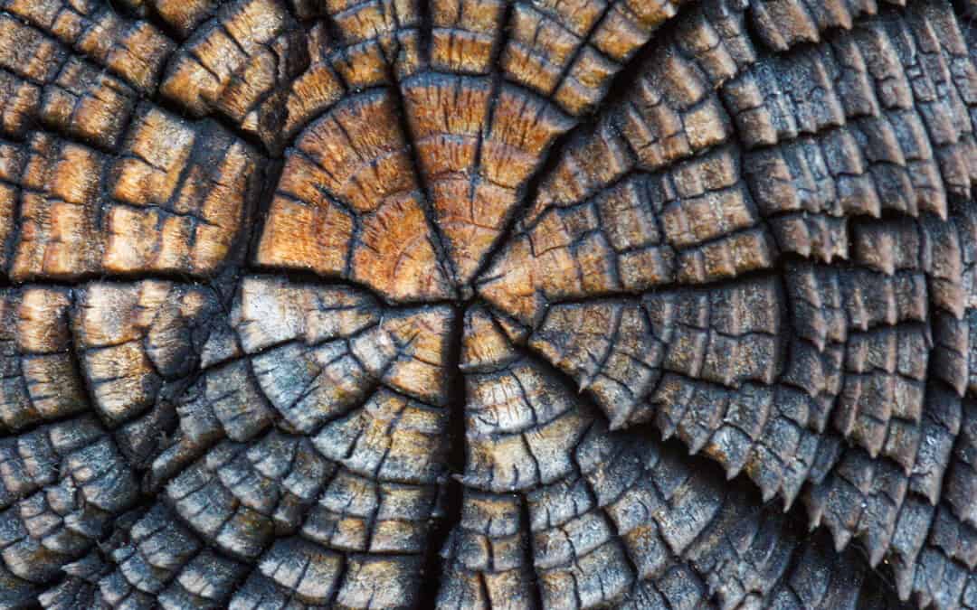 Zur Geschichte der Waldnutzung in Österreich