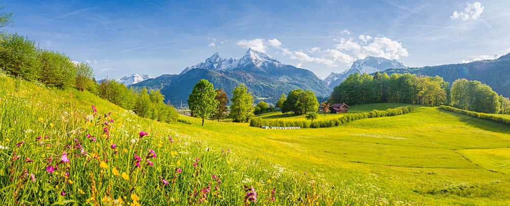 Sie schauen auf ihre Wälder
