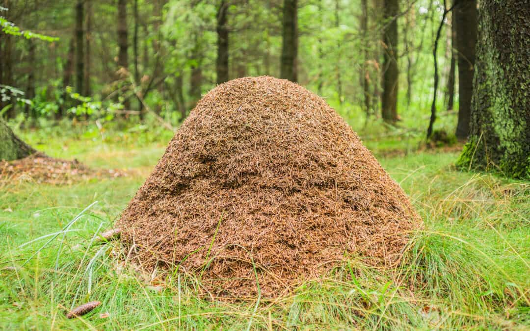 Waldbewirtschaftung und Biodiversität