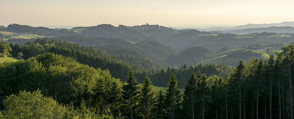 Die Entwicklung des Waldeigentums