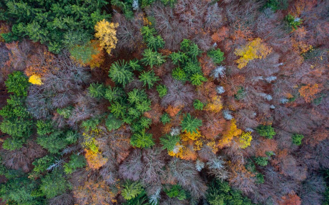 Bewusstsein für Biodiversität – Onlinekurs Biodiversität des BFW