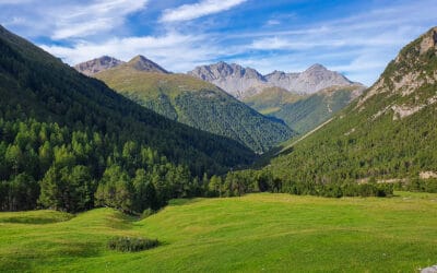 wald-in-oesterreich-waldgeschichten