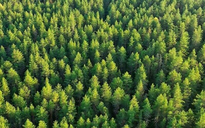 Der Wald – unsere Chance für Österreich