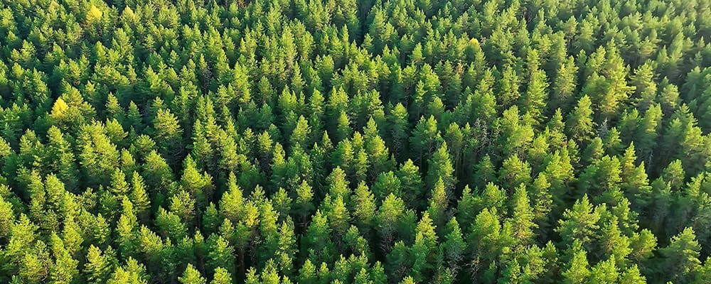 wald-chance-zukunft-wald-von-oben