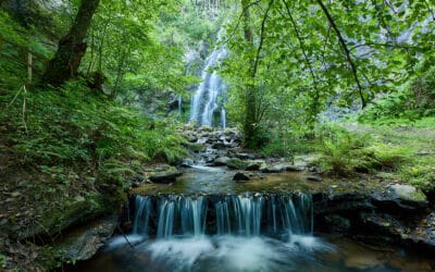 Die Waldstockwerke und ihre Funktionen